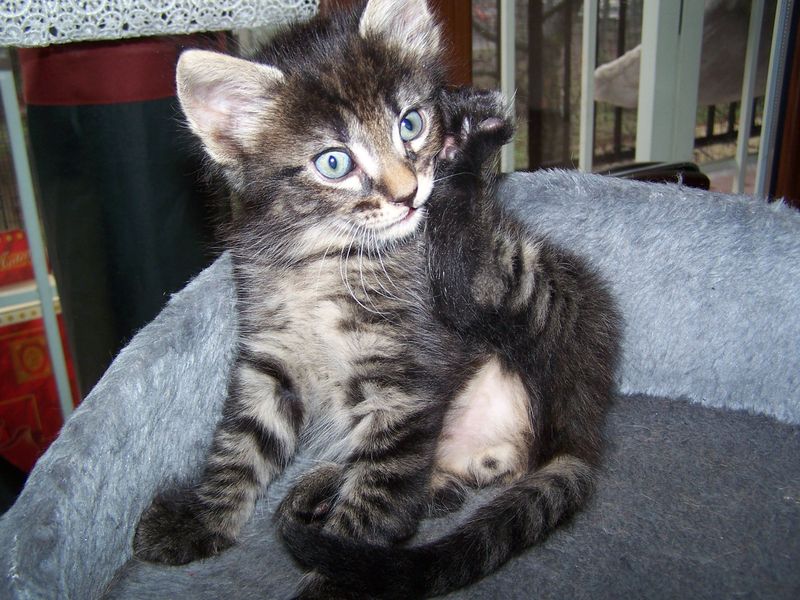 Gatto Norvegese - cuccioli