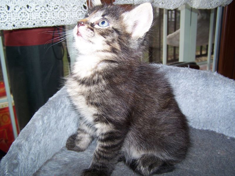 Gatto Norvegese - cuccioli