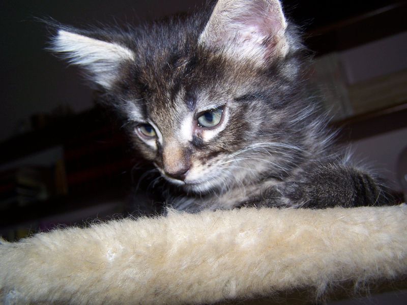 Gatto Norvegese - cuccioli