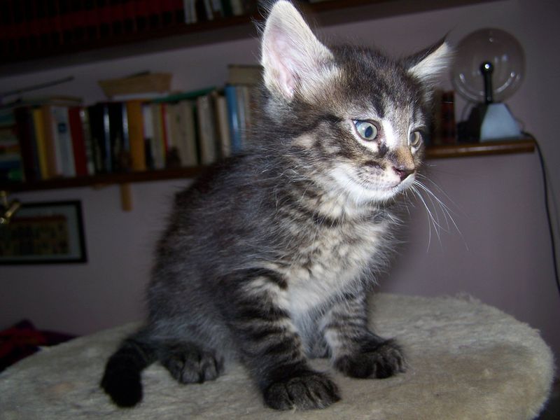 Gatto Norvegese - cuccioli