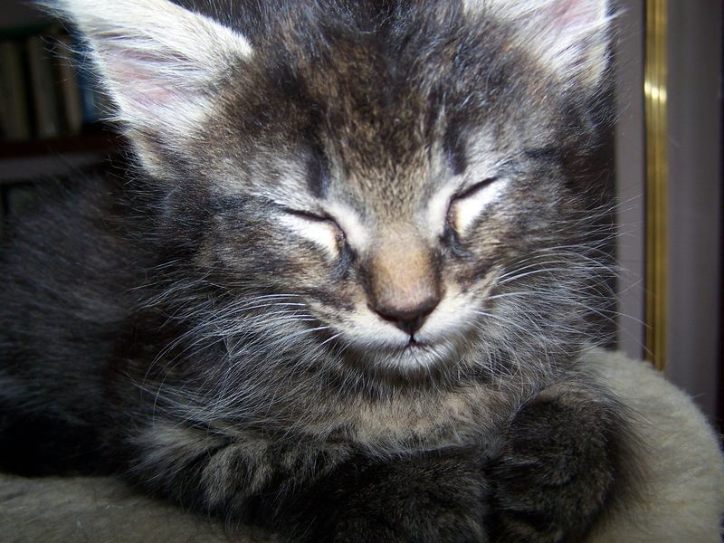 Gatto Norvegese - cuccioli