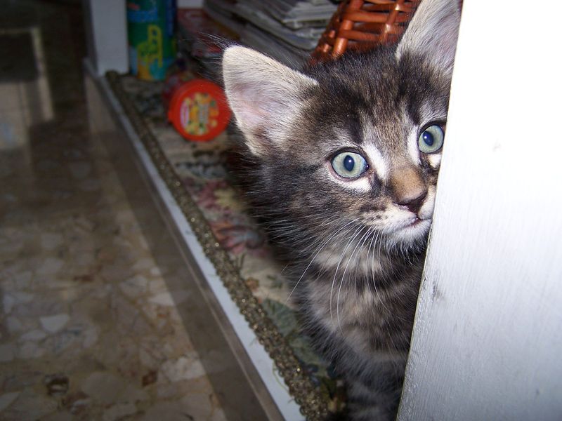 Gatto Norvegese - cuccioli