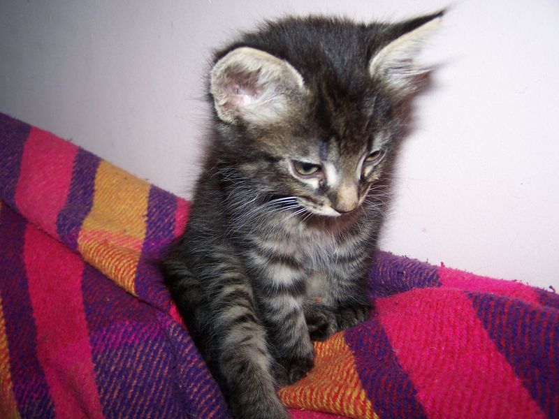 Gatto Norvegese - cuccioli