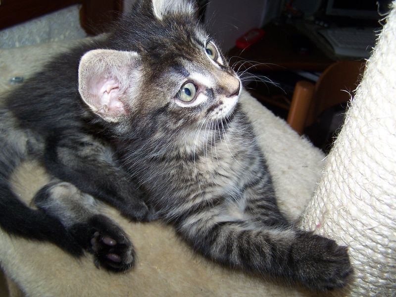 Gatto Norvegese - cuccioli