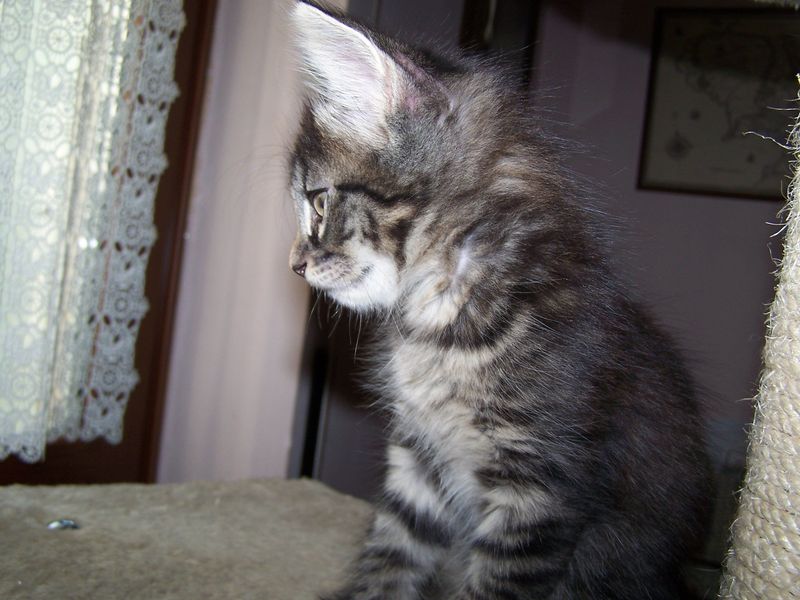 Gatto Norvegese - cuccioli
