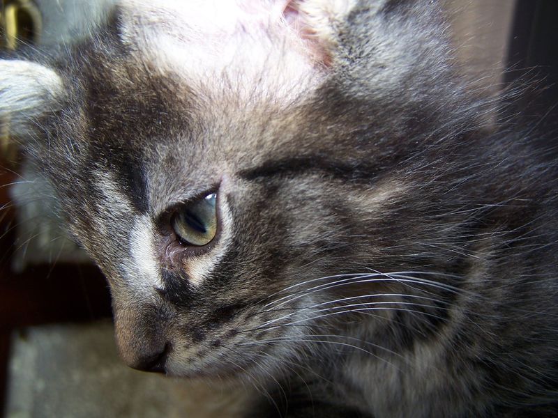 Gatto Norvegese - cuccioli