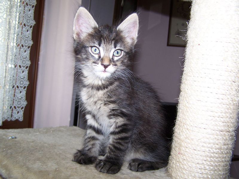 Gatto Norvegese - cuccioli