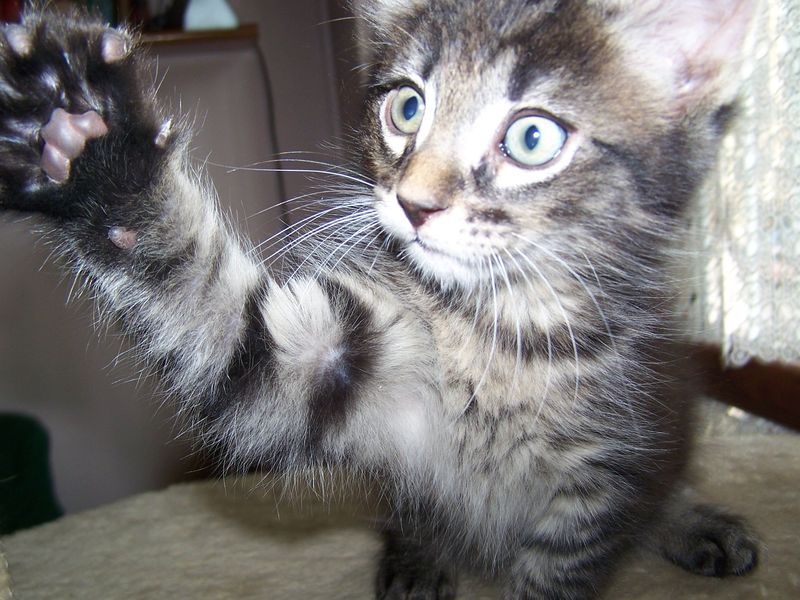 Gatto Norvegese - cuccioli
