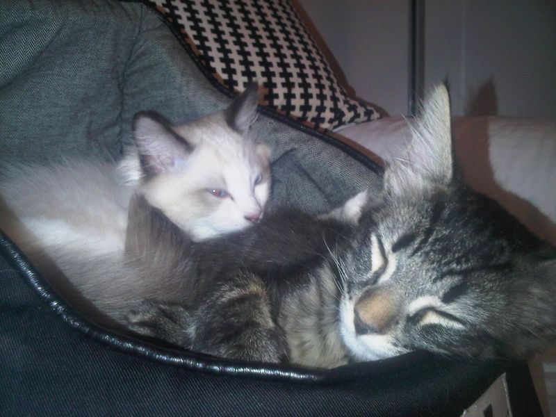 Gatto Norvegese - cuccioli