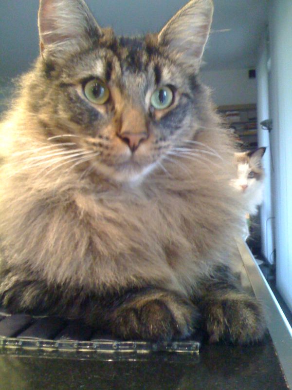 Gatto Norvegese - cuccioli