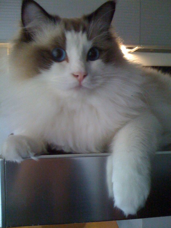 Gatto Norvegese - cuccioli