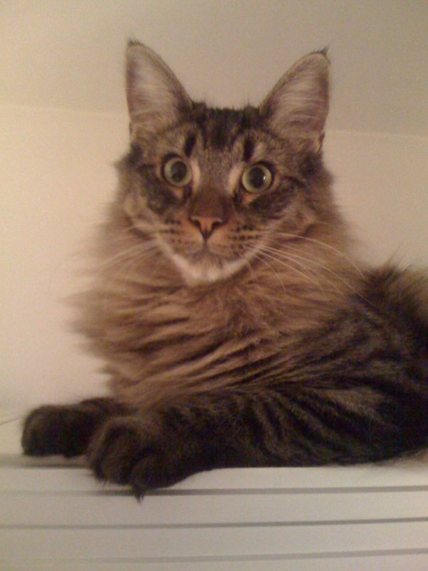 Gatto Norvegese - cuccioli