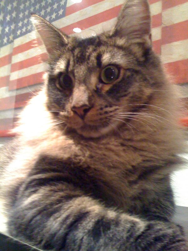 Gatto Norvegese - cuccioli