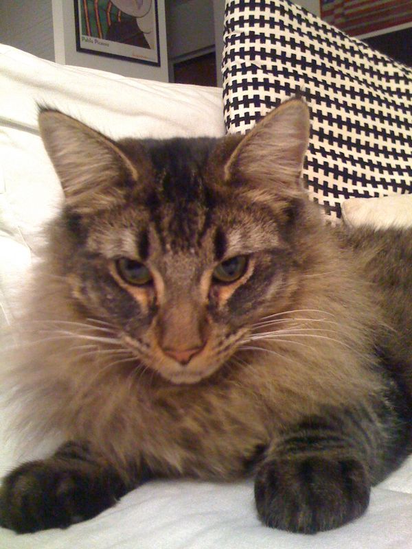 Gatto Norvegese - cuccioli