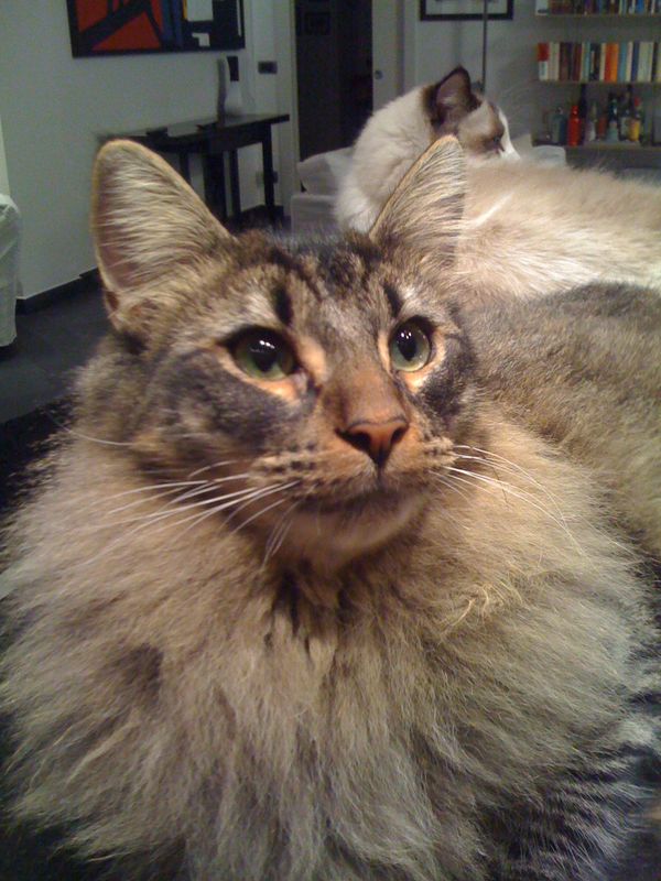 Gatto Norvegese - cuccioli