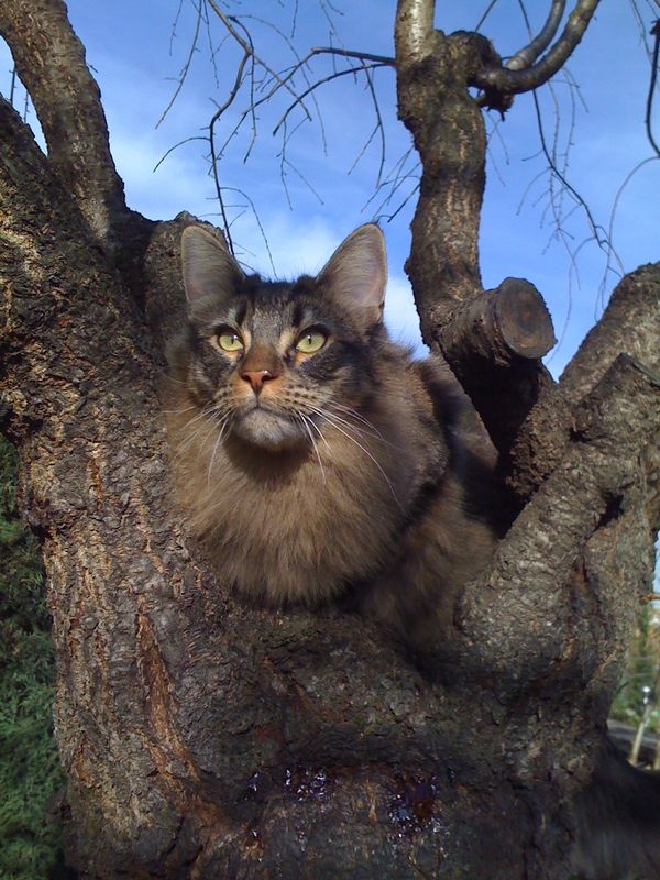 Gatto Norvegese - cuccioli