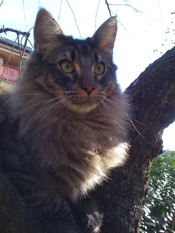 Gatto Norvegese - cuccioli