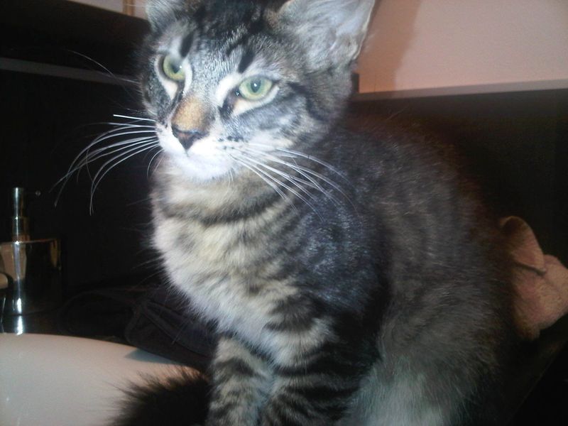 Gatto Norvegese - cuccioli
