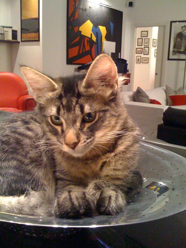 Gatto Norvegese - cuccioli