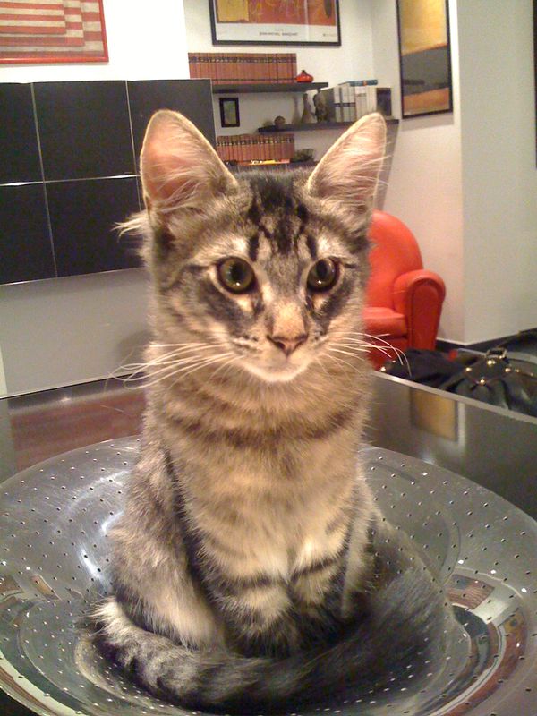 Gatto Norvegese - cuccioli
