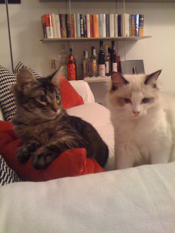 Gatto Norvegese - cuccioli