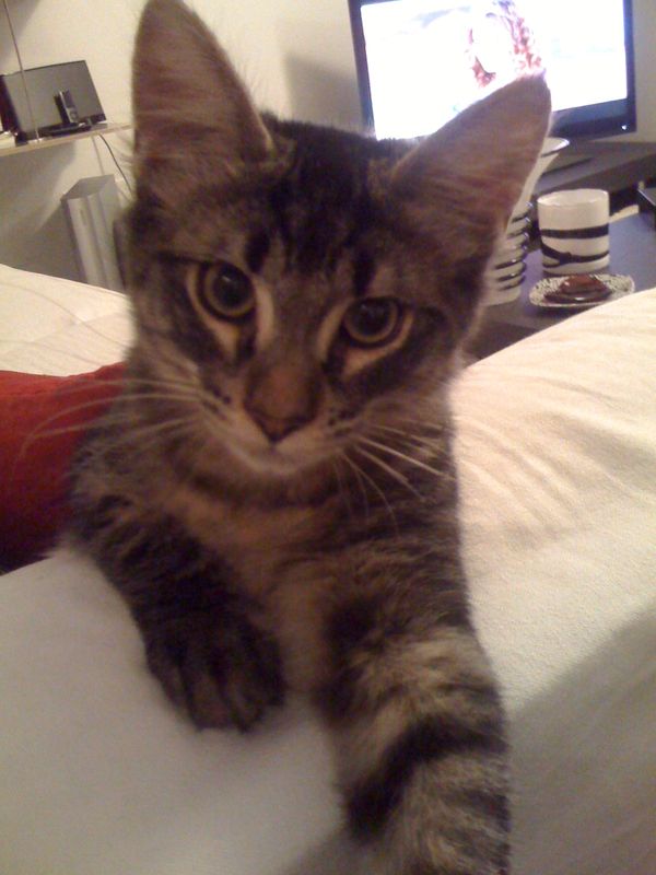 Gatto Norvegese - cuccioli