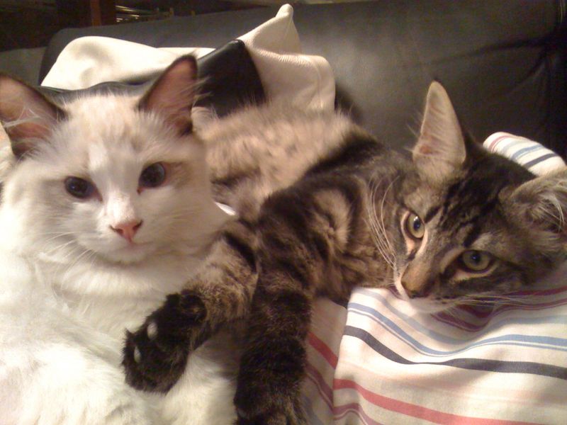 Gatto Norvegese - cuccioli