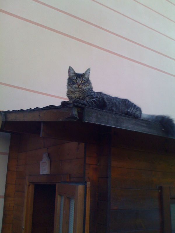 Gatto Norvegese - cuccioli