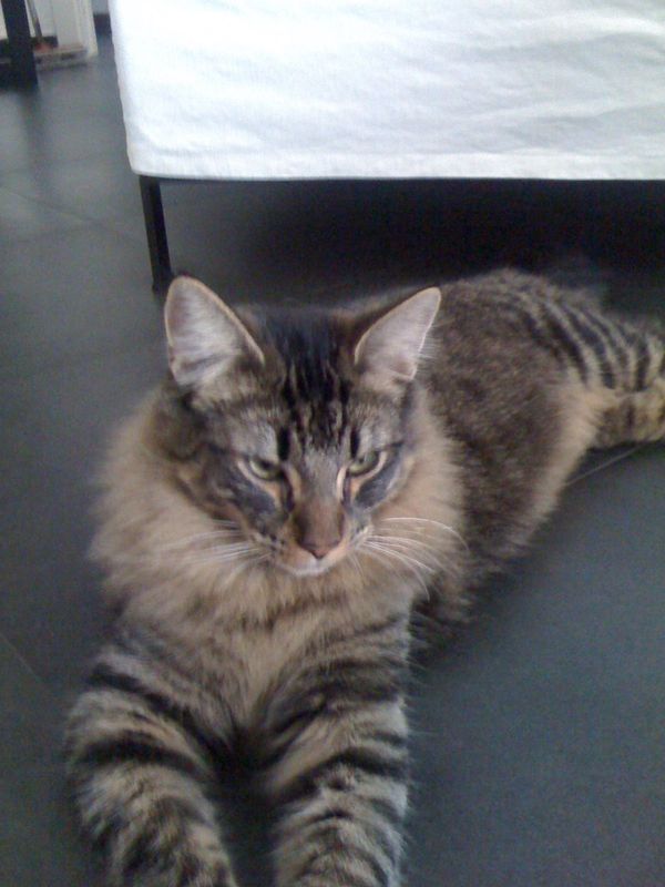 Gatto Norvegese - cuccioli