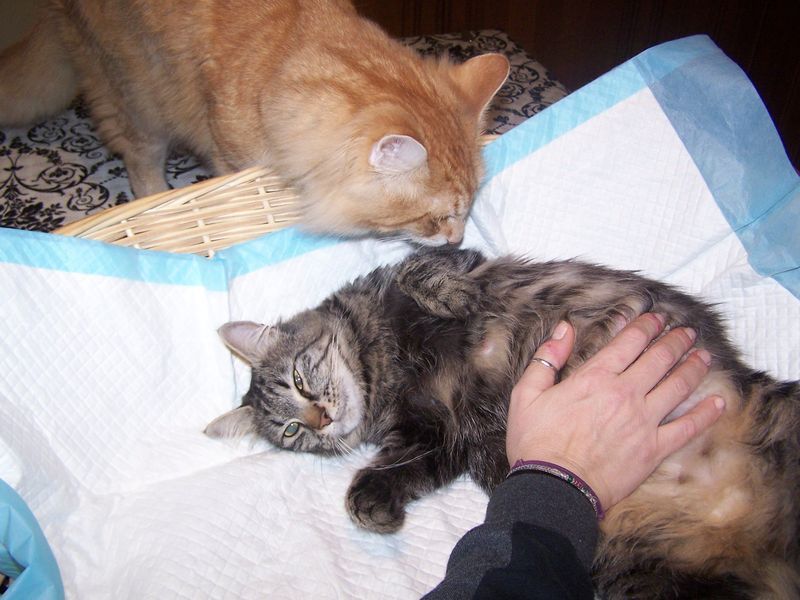 Gatti Norvegesi - cuccioli e genitori