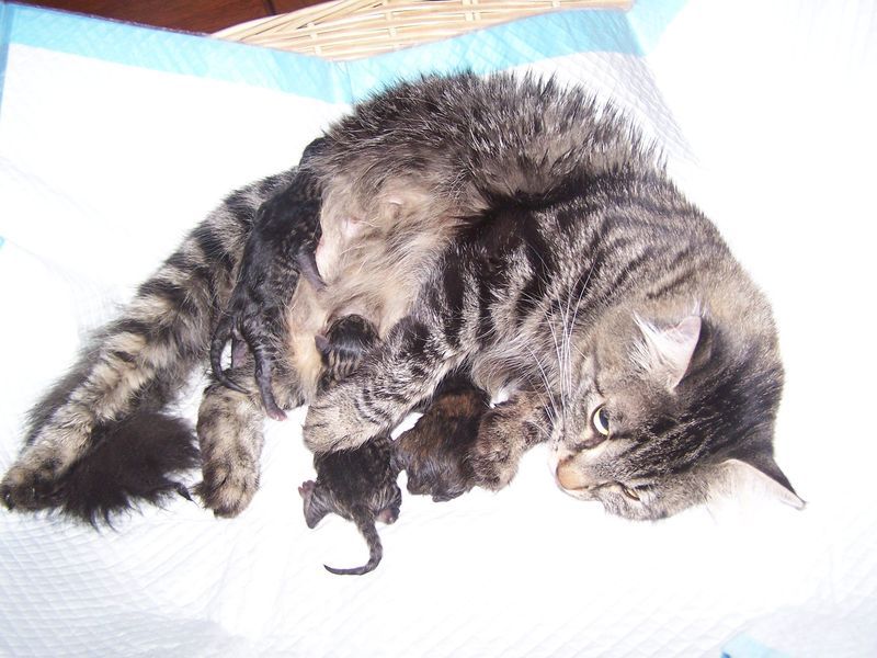 Gatti Norvegesi - cuccioli e genitori