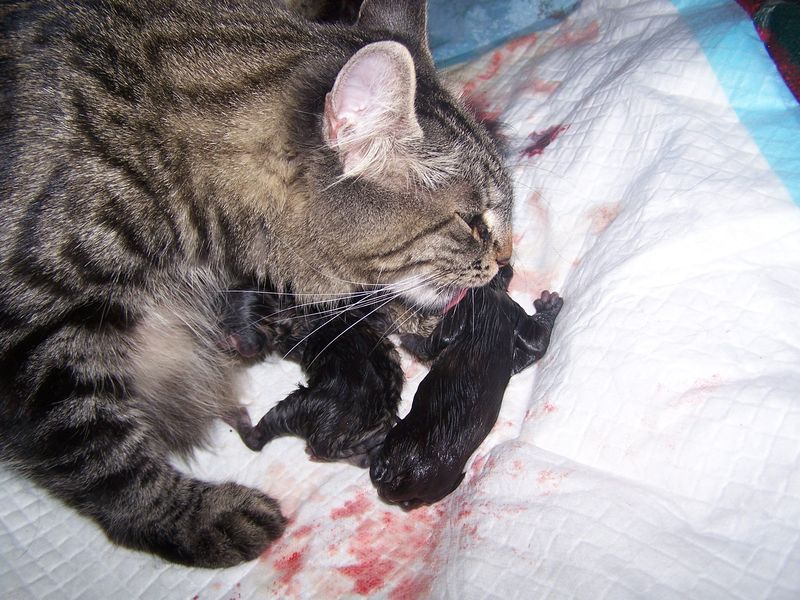 Gatti Norvegesi - cuccioli e genitori