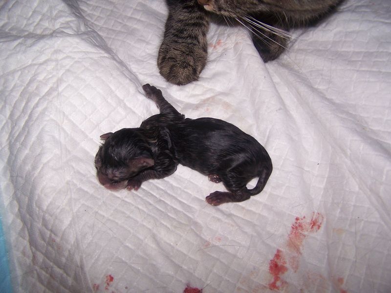 Gatti Norvegesi - cuccioli e genitori