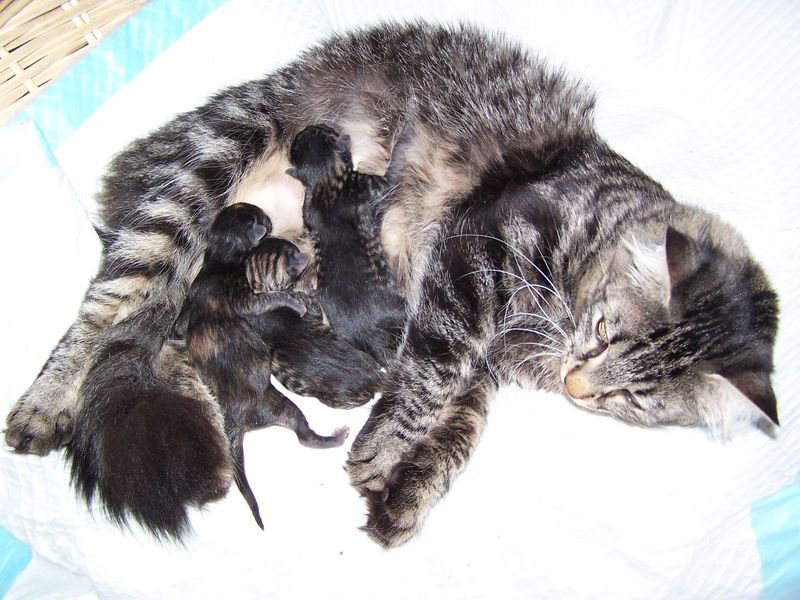 Gatti Norvegesi - cuccioli e genitori