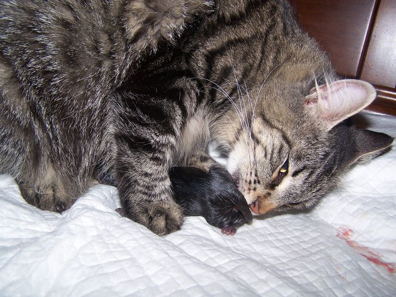Gatti Norvegesi - cuccioli e genitori