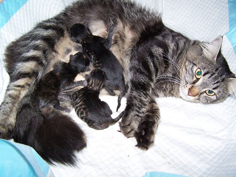 Gatti Norvegesi - cuccioli e genitori