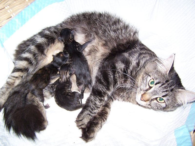 Gatti Norvegesi - cuccioli e genitori