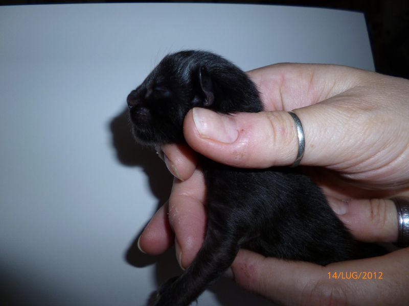 Gatti Norvegesi - cuccioli