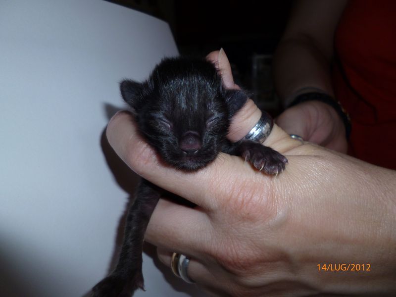 Gatti Norvegesi - cuccioli