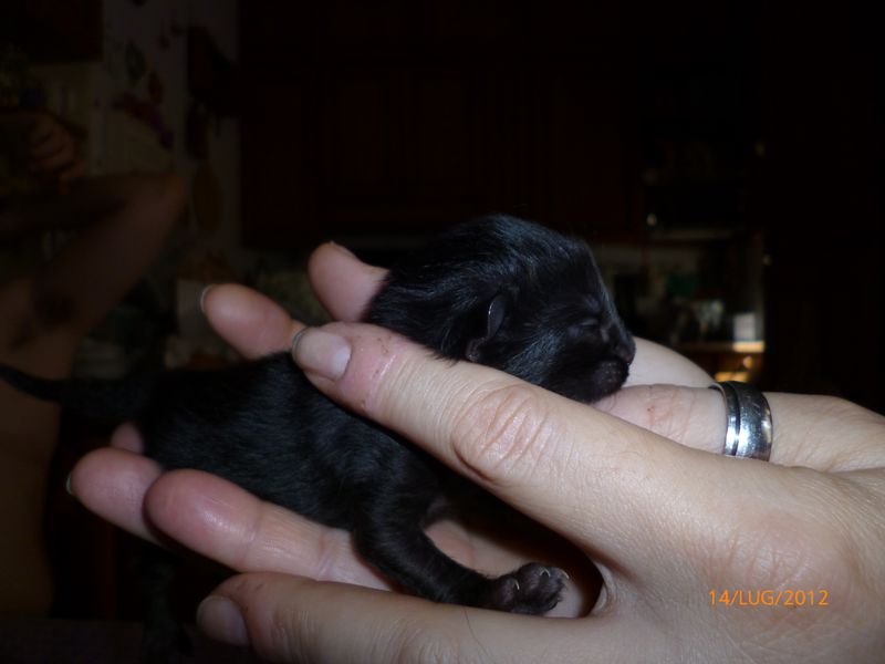 Gatti Norvegesi - cuccioli