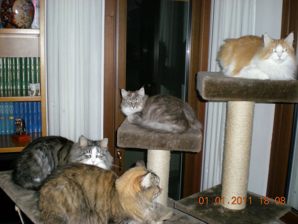 Gatti Norvegesi - cuccioli