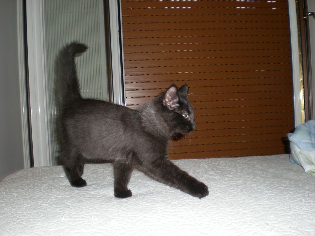 Gatti Norvegesi - cuccioli