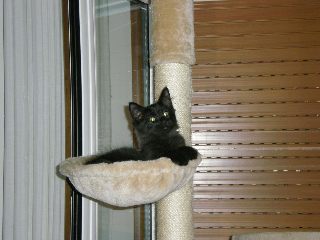 Gatti Norvegesi - cuccioli