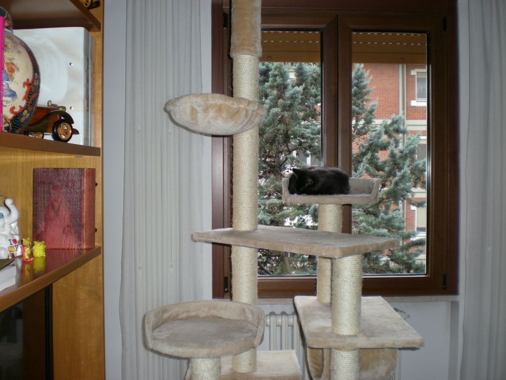 Gatti Norvegesi - cuccioli