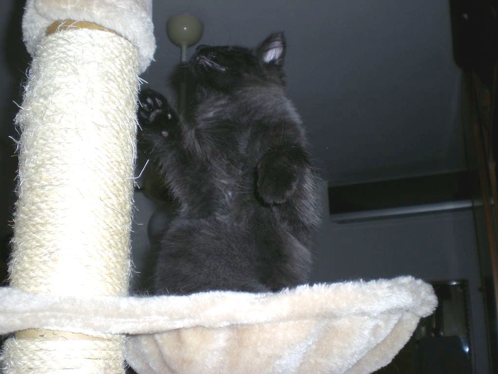 Gatti Norvegesi - cuccioli