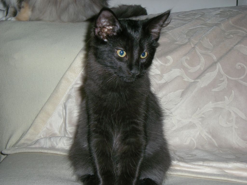 Gatti Norvegesi - cuccioli