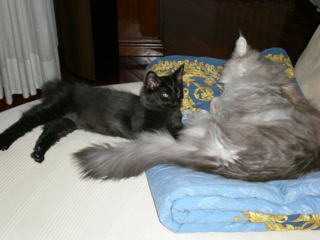 Gatti Norvegesi - cuccioli