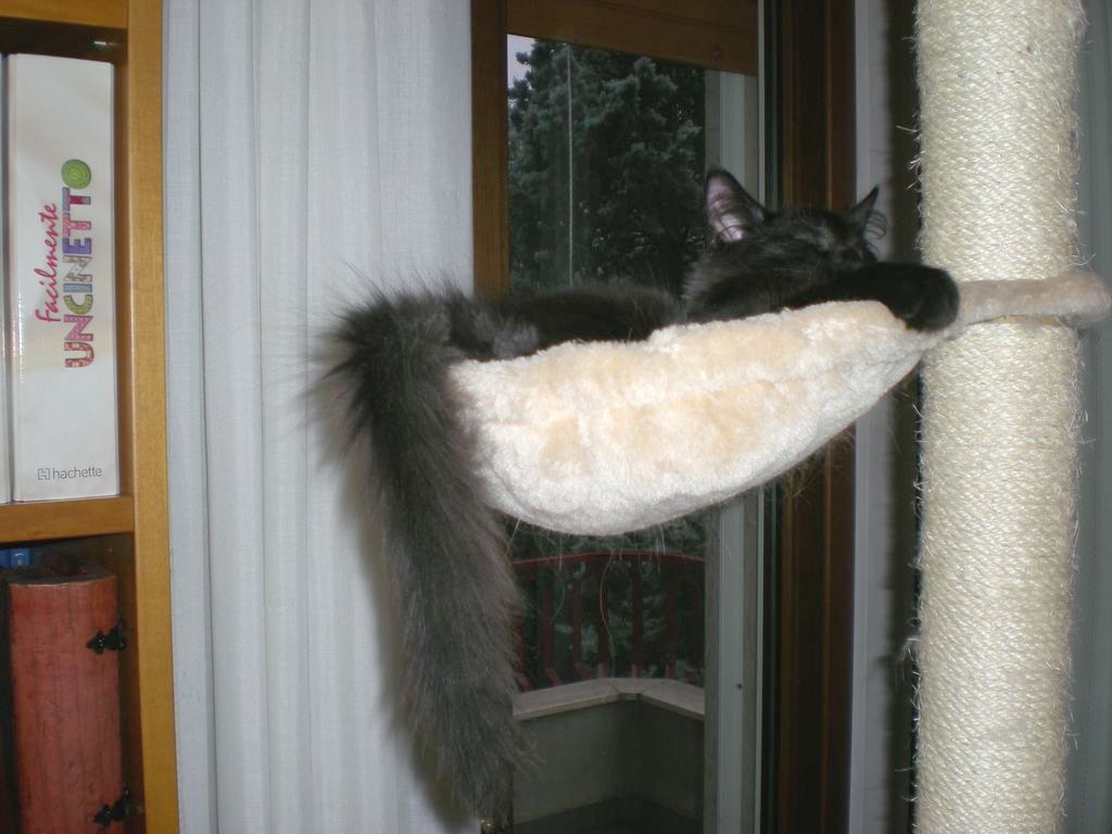 Gatti Norvegesi - cuccioli