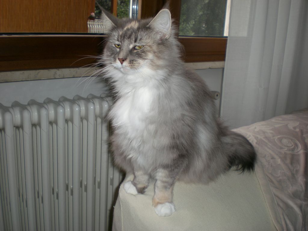 Gatti Norvegesi - cuccioli