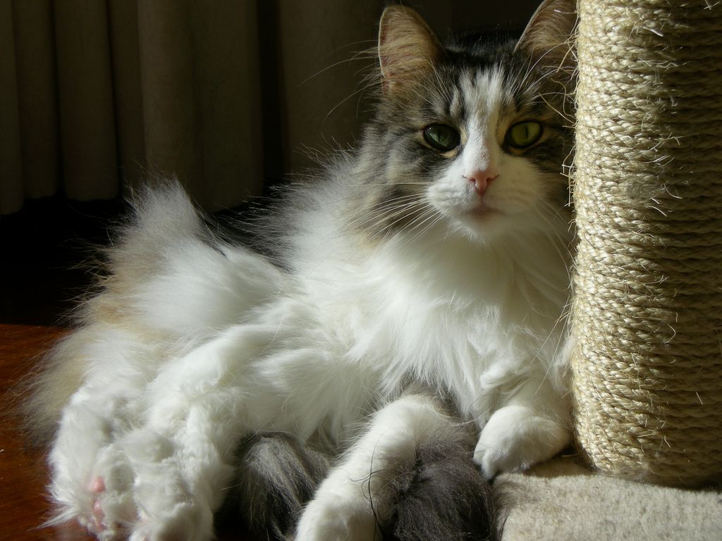 Gatti Norvegesi - cuccioli
